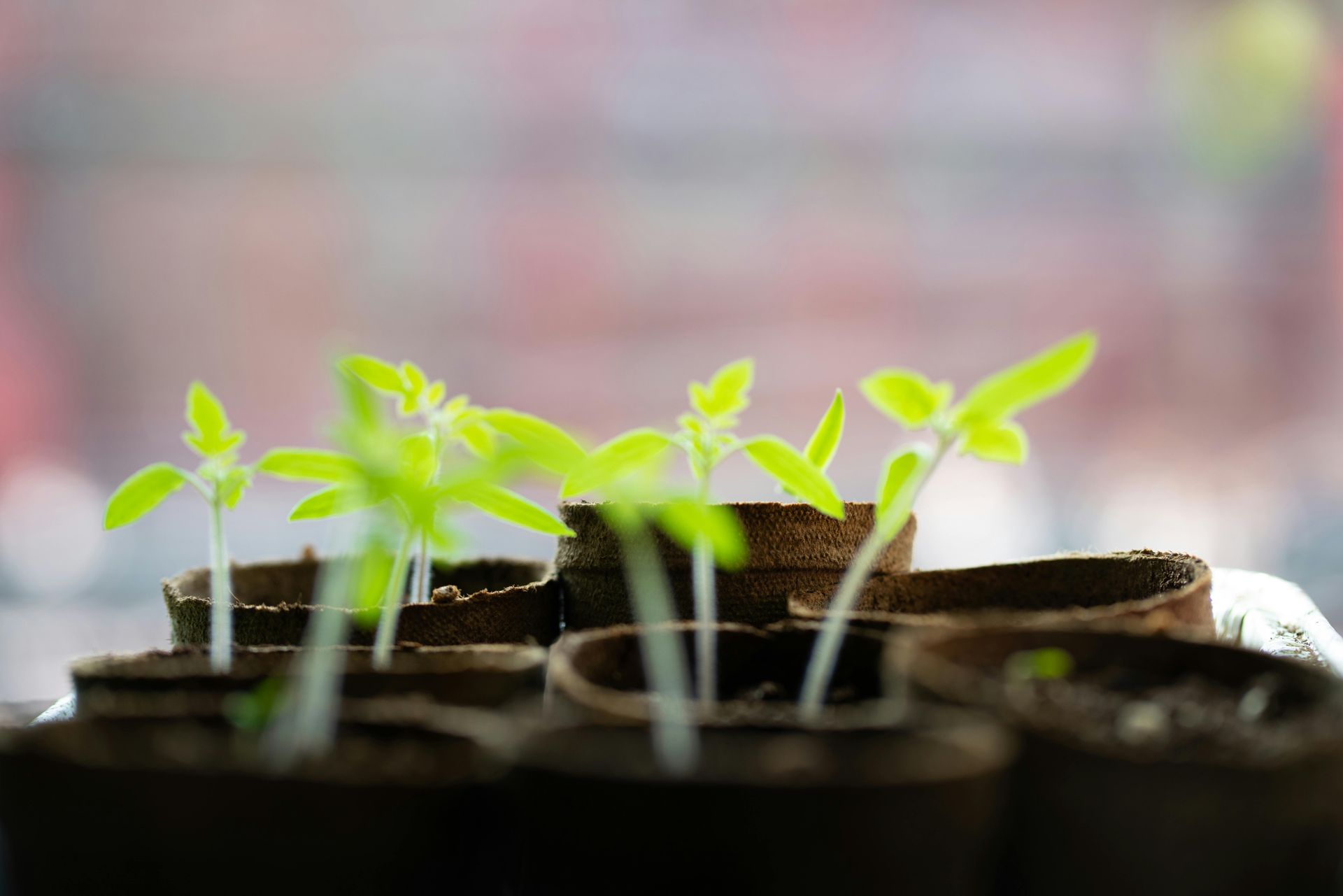 Several plant sprouts growing in soil.