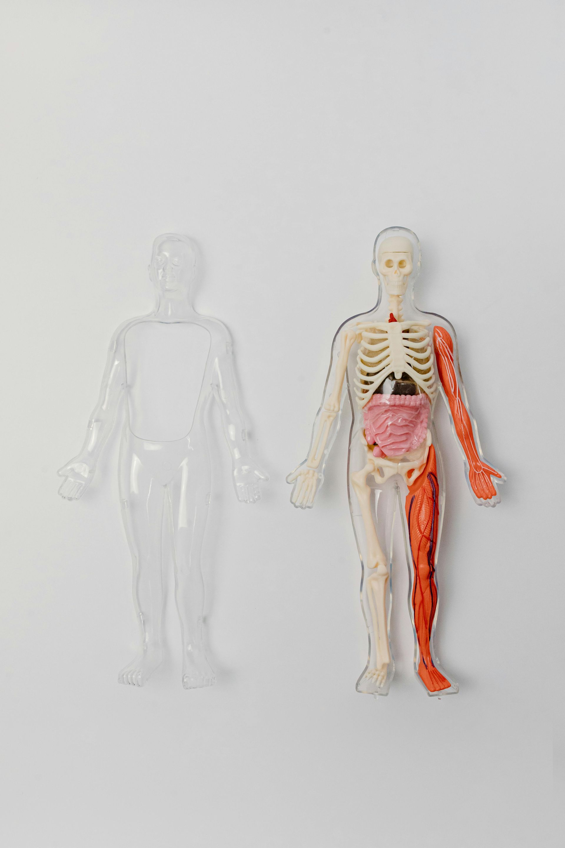 An image of a human body system mode .