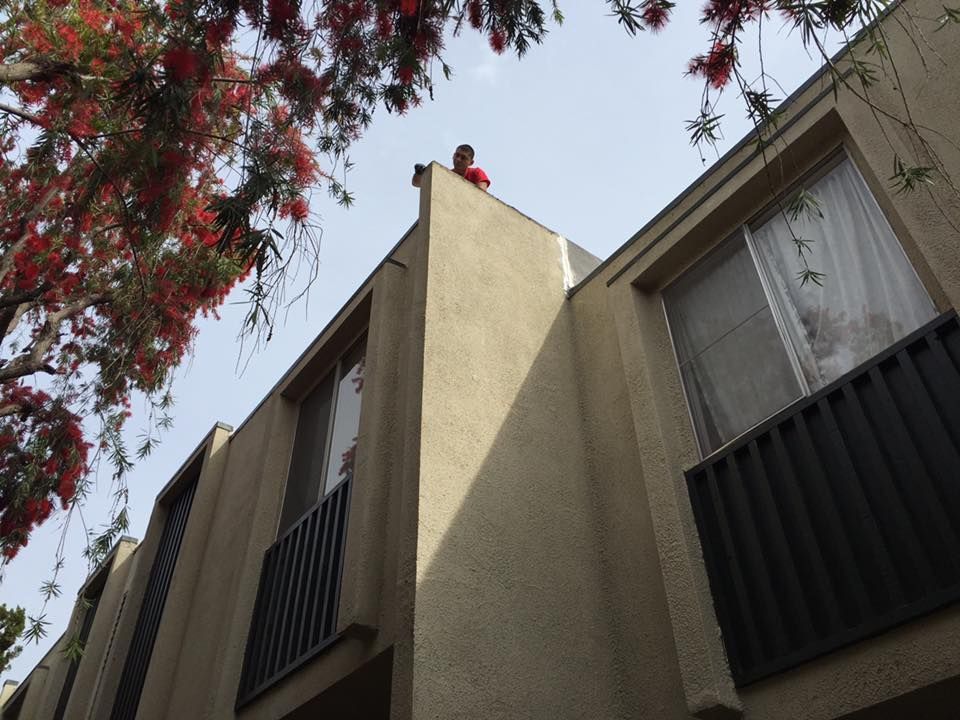 Person on a rooftop overlooking a building, seen from a low angle with a red flowering tree to the left.