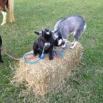 Bagby's Critter Corral image of goats