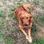 Bagby's Critter Corral image of a dog
