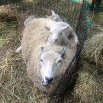 Bagby's Critter Corral image of sheep