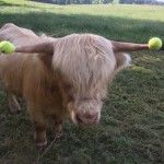 Bagby's Critter Corral image of duncan the scottish highland cow