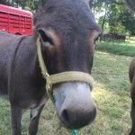 Bagby's Critter Corral image of a donkey