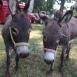 Bagby's Critter Corral image of two donkeys