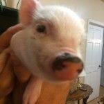 Bagby's Critter Corral image of pepa the pig