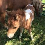 Bagby's Critter Corral image of a miniature pony