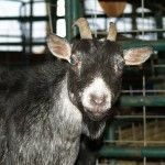 Bagby's Critter Corral image of a goat