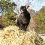 Bagby's Critter Corral image of a goat