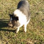 Bagby's Critter Corral image of potbellied pig