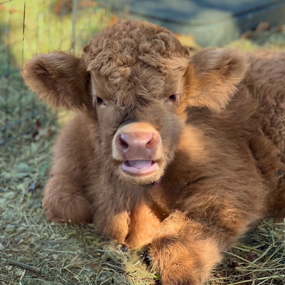 Bagby's Critter Corral image of scottish highlands cow