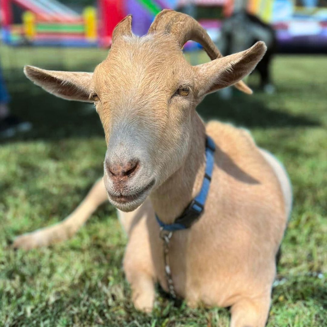 Bagby's Critter Corral image of goat