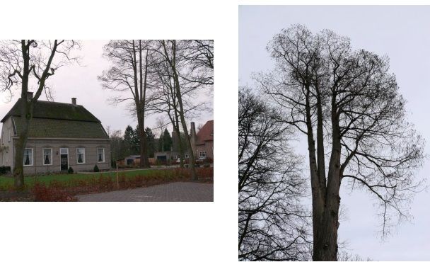 Een foto van een huis en een foto van een boom zonder bladeren