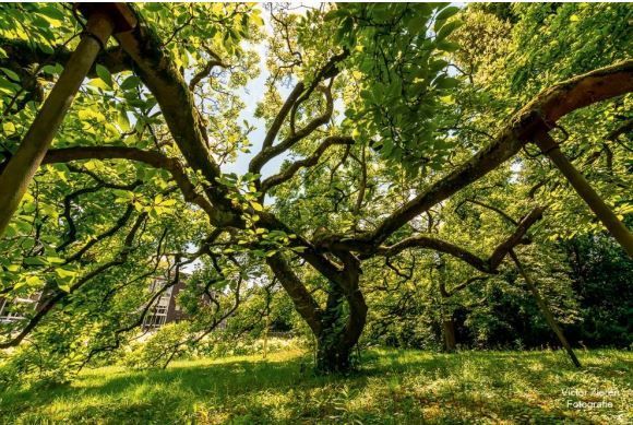 Een boom met veel takken en bladeren in een park.