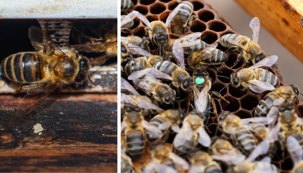 A close-up of Canarian black bees, including the queen bee with a green marking