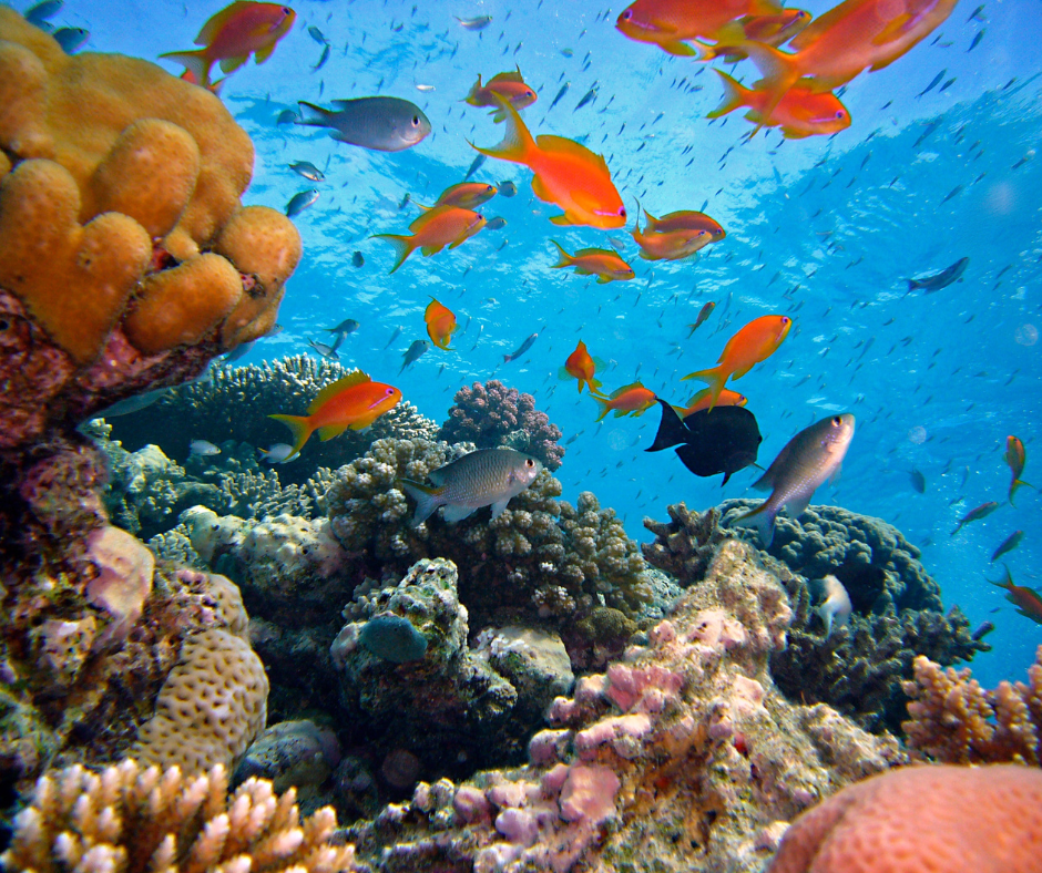 A coral reef with lots of fish swimming around it