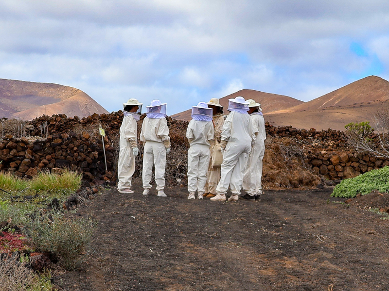 An exclusive group of beehive visitors exploring the volcanic landscape around the beekeeping finca