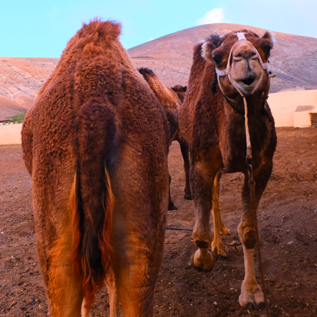 Camels in Lanzarote