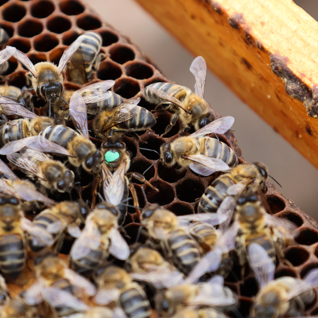 Canarian Black Bees