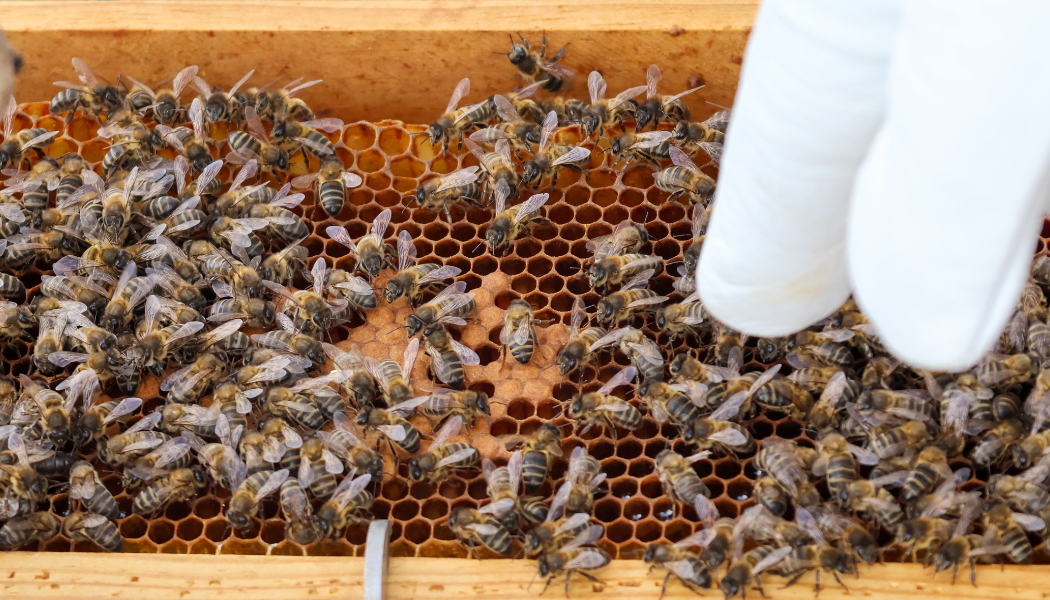 A person is holding a honeycomb filled with bees.
