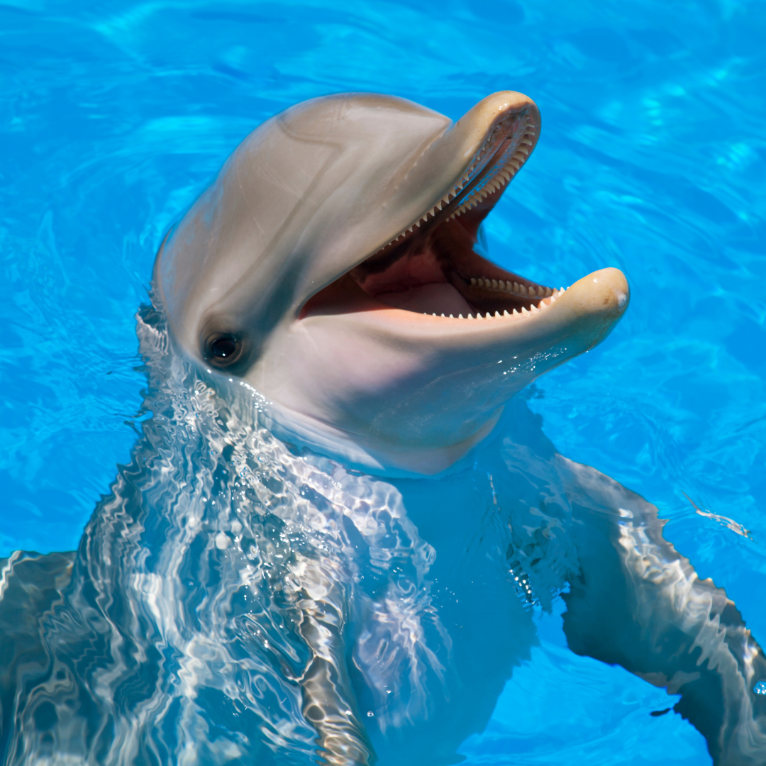 Swimming with Dolpins in Lanzarote