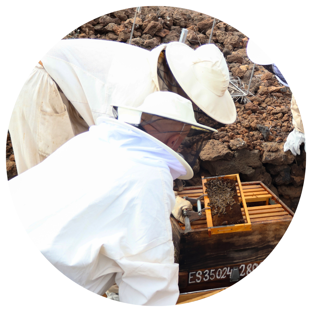Two beekeepers are working on a beehive labeled e935024