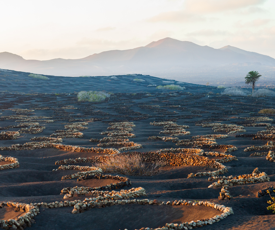 A desert landscape with mountains in the background