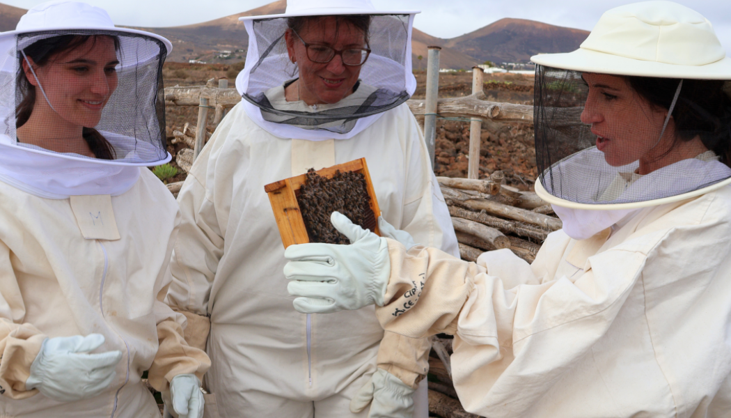 Three women in protective beekeeper suits closely observing a honeycomb with Canarian black bees