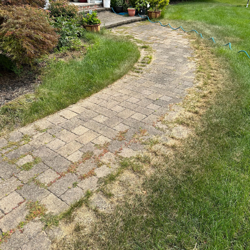 A brick walkway going through a lush green yard.