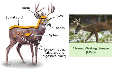 whitetail deer disease symptoms