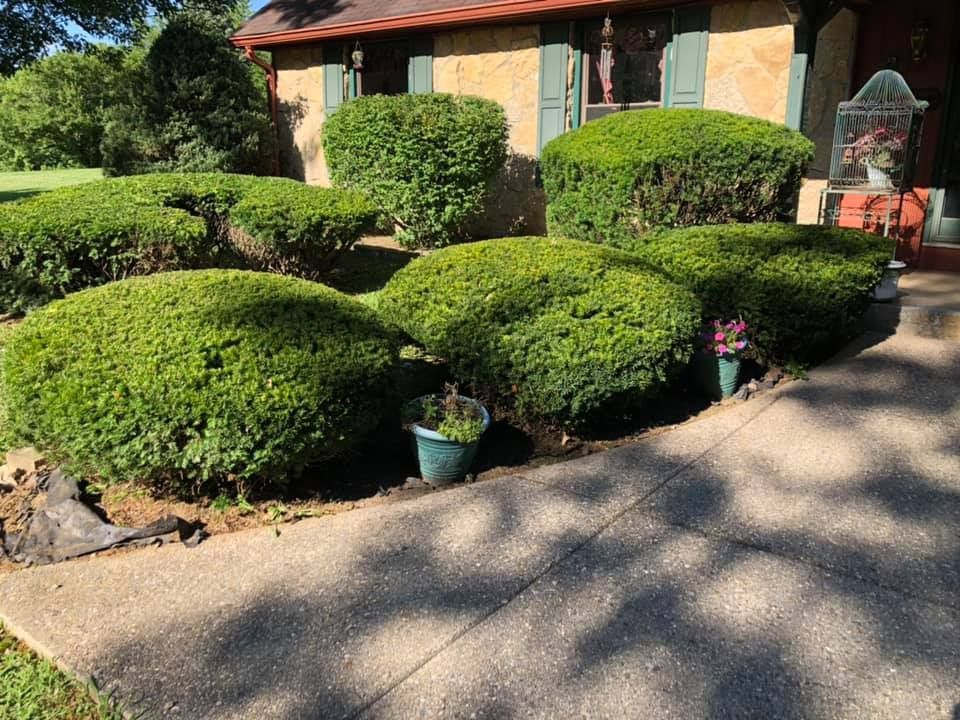 Nice Bushes — Indianapolis, IN — Pinpoint Services Indy LLC