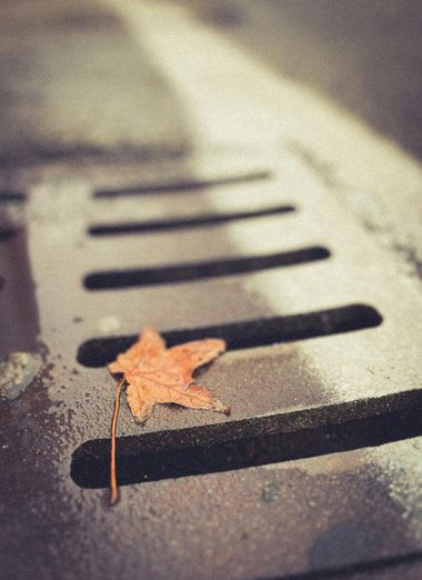 A fallen orange leaf on dark painted crosswalk stripes in soft focus.
