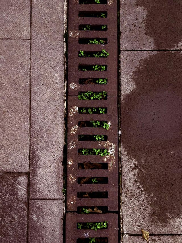 Rusty street drain grate set in a wet concrete sidewalk with green weeds visible through the slots