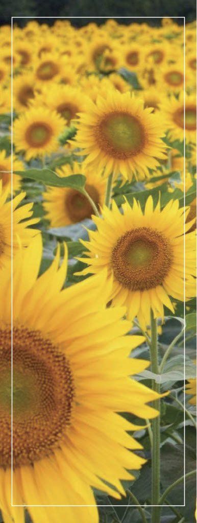 Tijdelijkgrafdoek. Een veld met zonnebloemen.