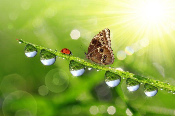 Wateropbaring, mogelijkheid voor overleden baby's. Een vlinder en een lieveheersbeestje zitten op een tak met waterdruppels.