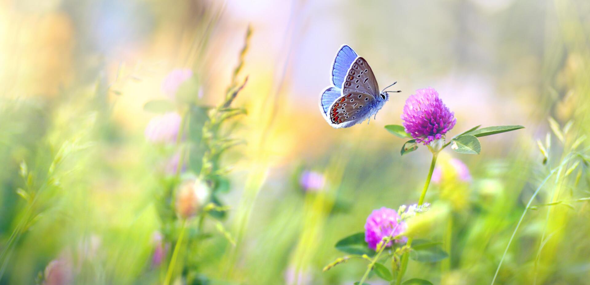 Wateropbaring voor overleden baby's. Een vlinder vliegt over een paarse bloem in een veld.
