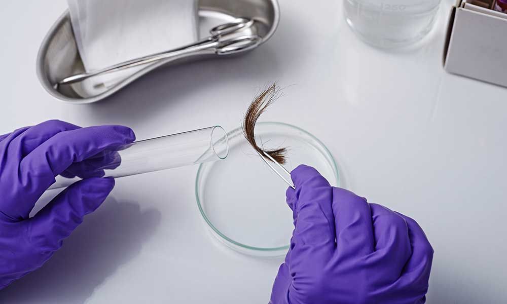 A person wearing purple gloves is holding a pipette over a petri dish.