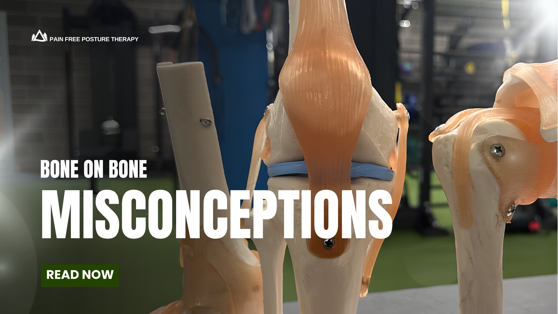 Close-up image of knee joint model showing cartilage and bones used to explain bone-on-bone misconce
