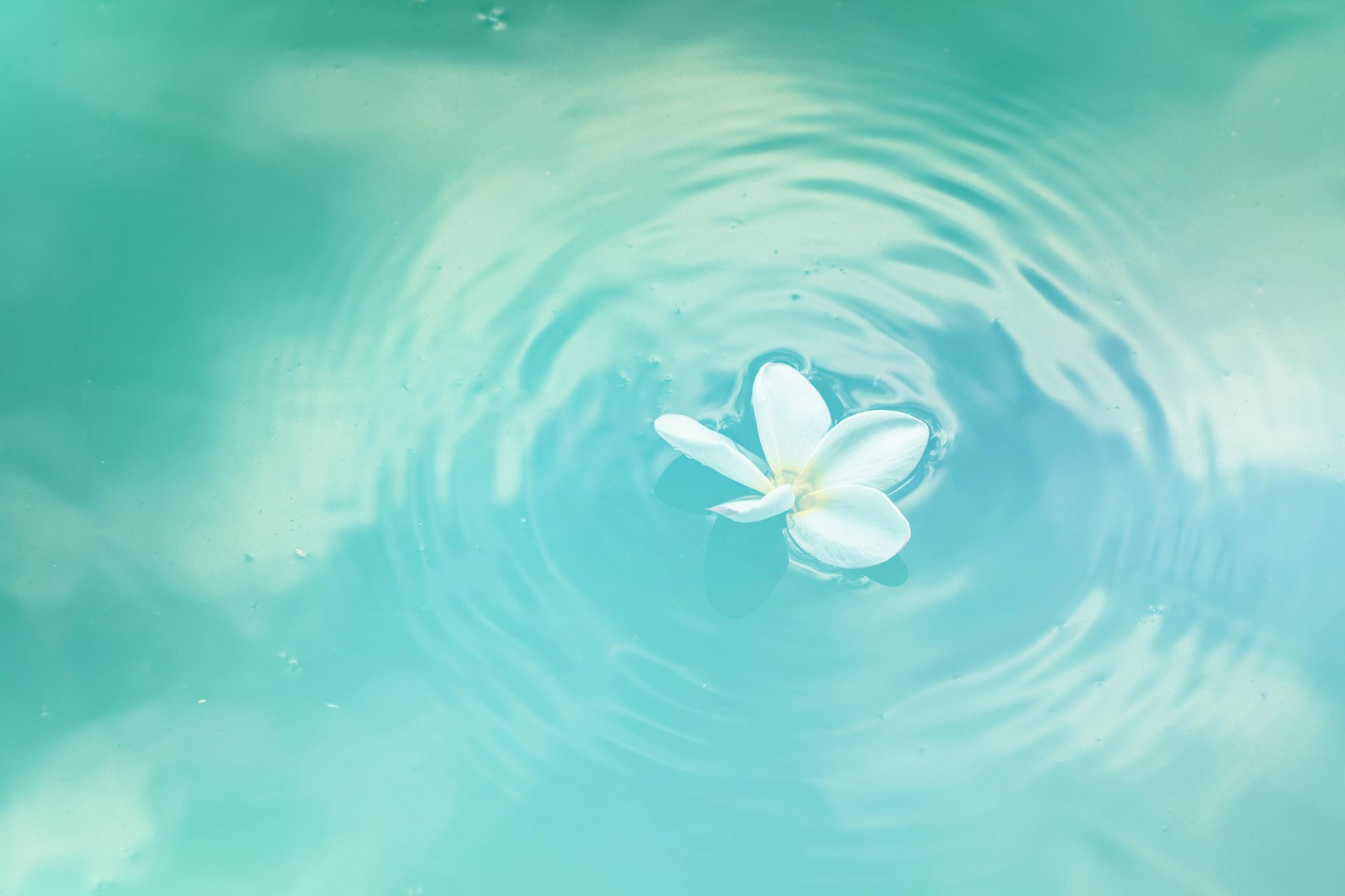 A white flower is floating on top of a blue water surface.