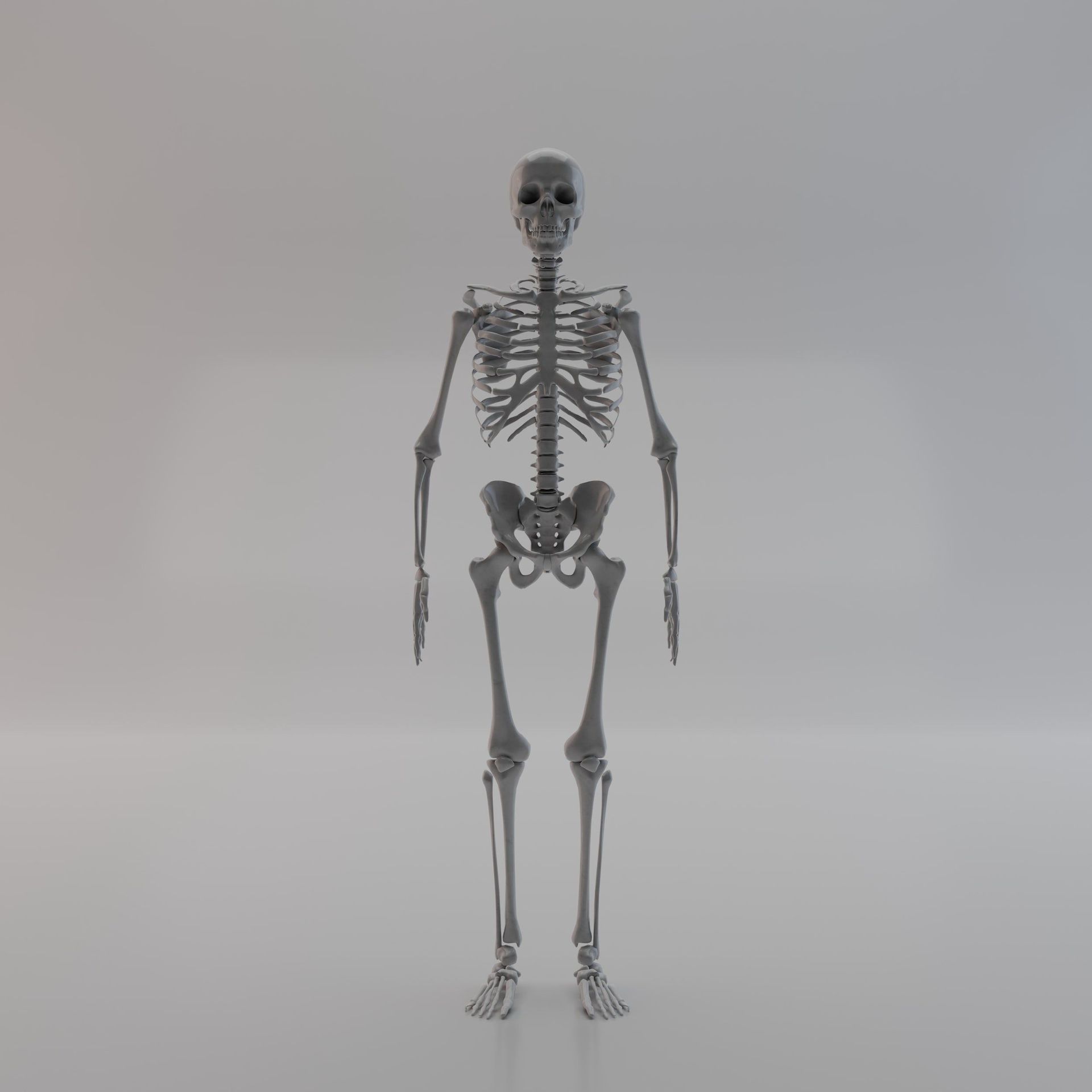 A 3d model of a human skeleton standing on a white surface.