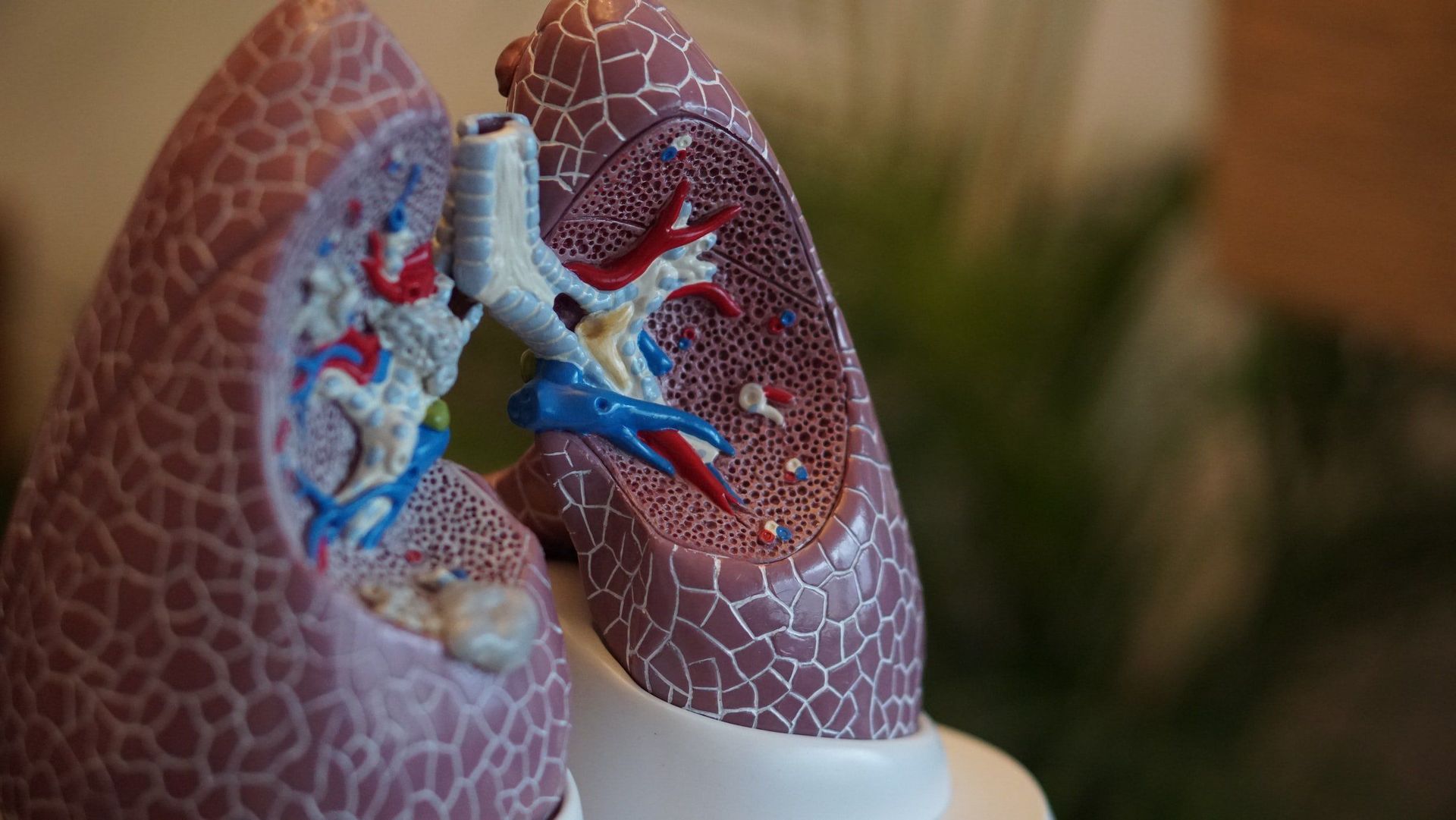 A close up of a model of a person 's lungs.
