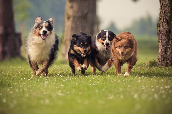 Veterinary Services — Dogs Running on the Grass Field in Edmonds, WA