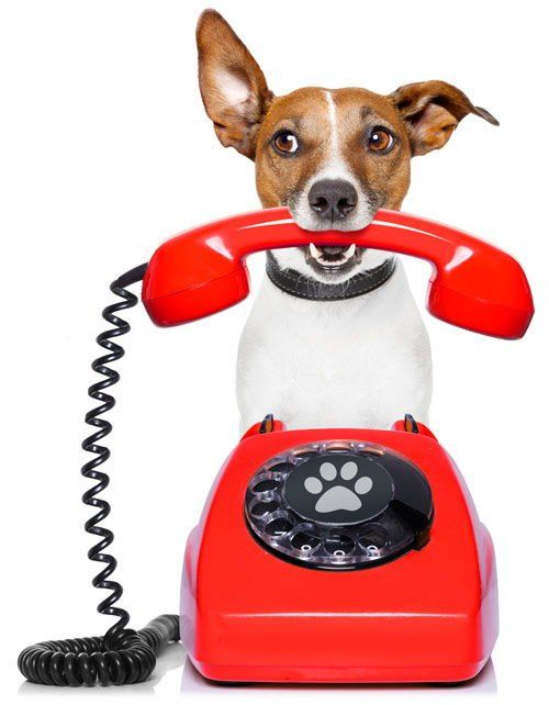 Pet Health Care — Dog with telephone in Edmonds, WA
