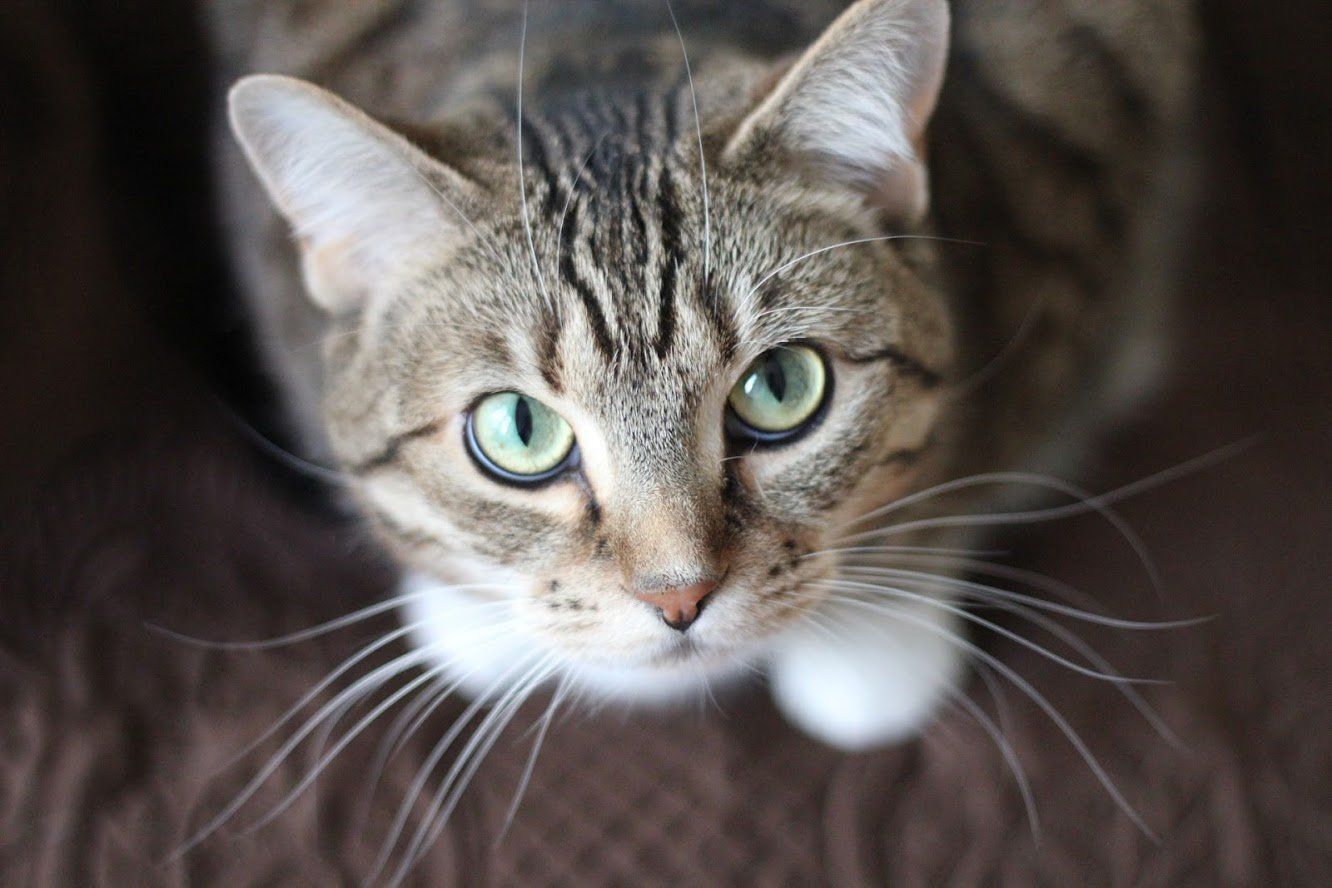 Cat — Cat Fur Health in Edmonds, WA