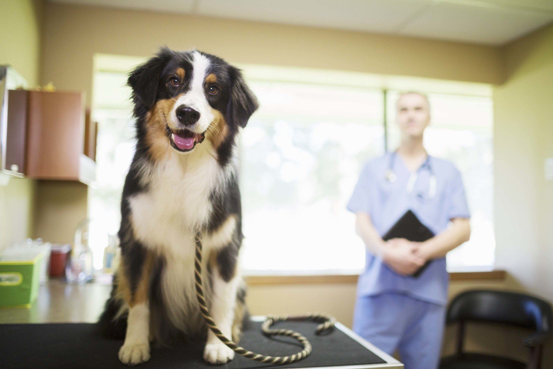 Border Collie Dog with Veterinarian — Edmonds, WA — Angel Pet Hospital —