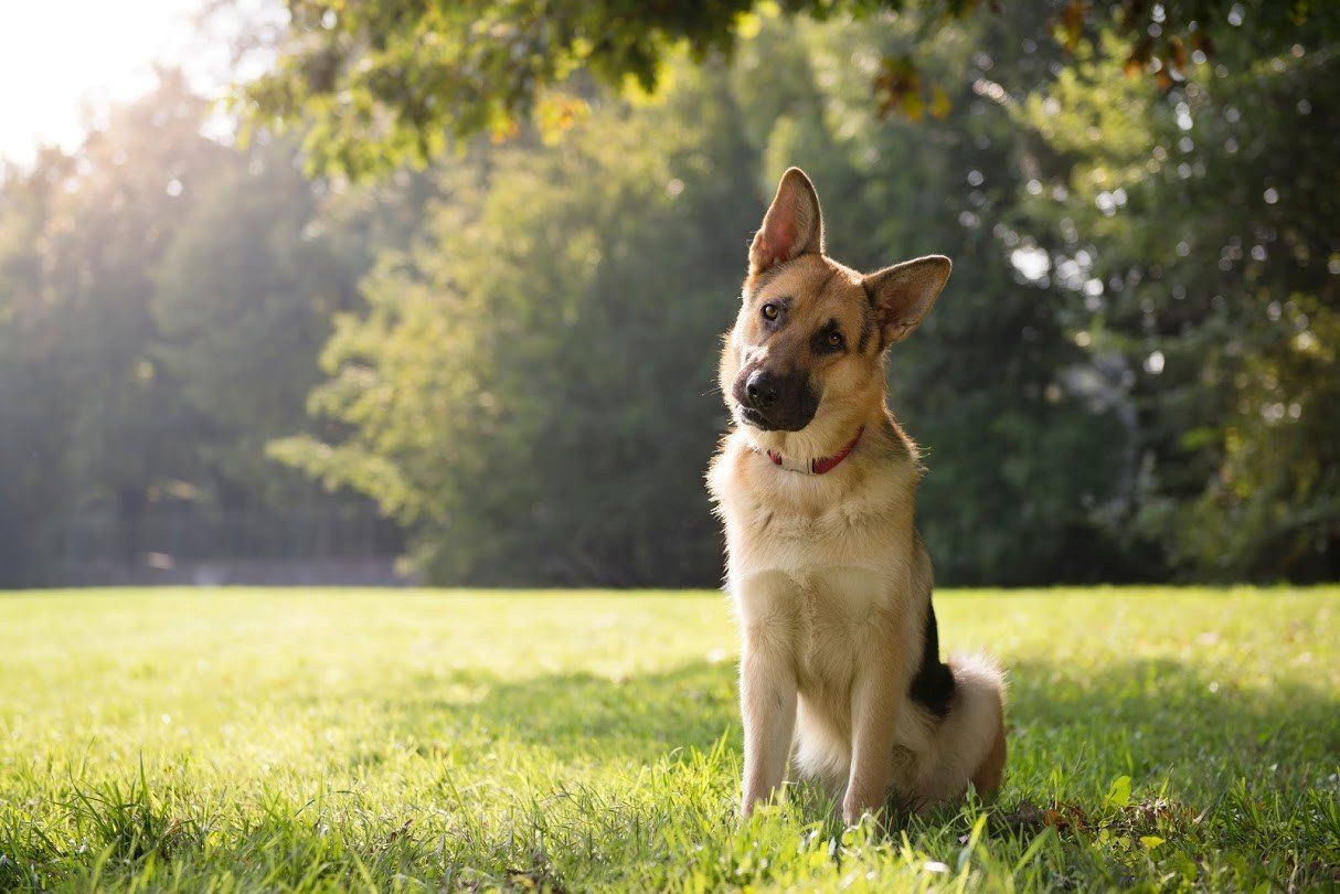 Curious German Shepherd Dog | Shoreline, WA | Angel Pet Hospital
