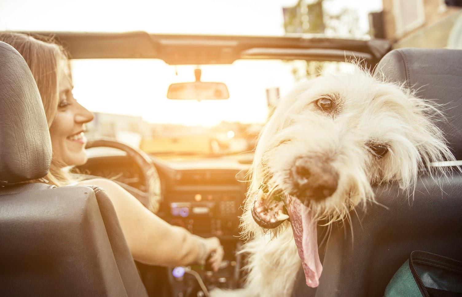 Pet Care — Dog and Owner in The Car in Edmonds, WA