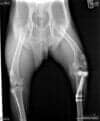 Emergency Pet Hospital — X-ray of Fractured Bone with Bone Plates in Edmonds, WA