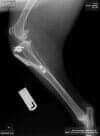 Pet Care Services — Side View of Animal X-Ray in Edmonds, WA