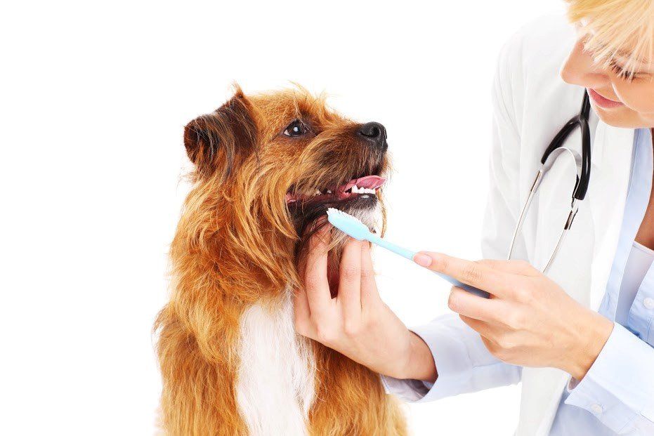 8 Signs Your Dog May Have Dental Pain